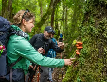 Group of people taking photos of mushrooms on a tree in a forest