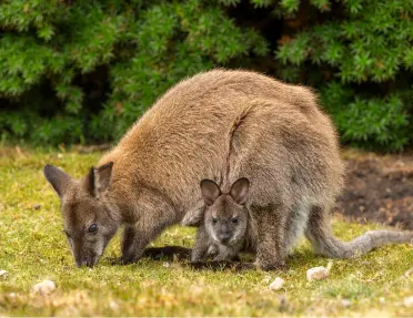 Two kangaroos crouched down next to each other