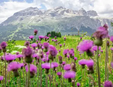 Field of purple wildflowers blooming across a lush alpine meadow, with rolling green hills and dramatic gray mountain peaks rising in the distance beneath a partly cloudy sky.