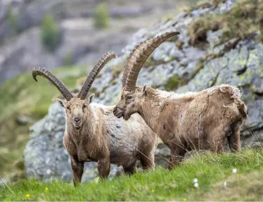 Two rams with large horns standing next to each other in front of a boulder