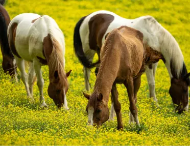 Horses walking in a field of grass, eating the grass