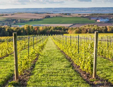 Rows of wine grapes at a winery in Nova Scotia