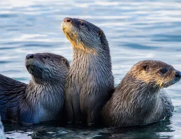 A group of three North American river otters.