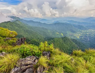 Top of a hill with tropical plants at the top