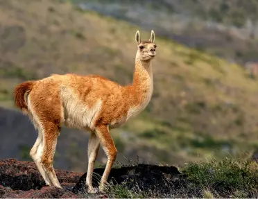 Tall alpaca standing in an empty valley