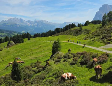 Guests on a hiking trail through a scenic landscape with grazing cows and the Dolomites range in the distant background. 