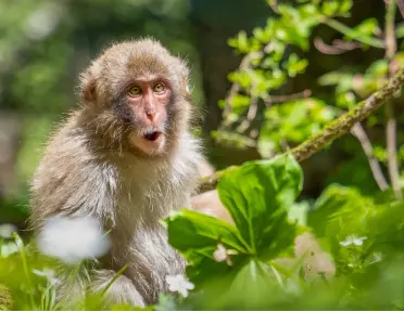 Monkey standing on top of a branch