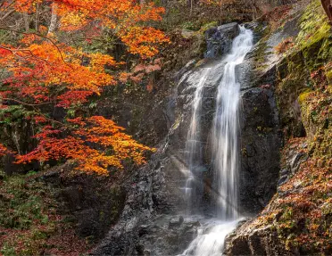 Active waterfall in a forest