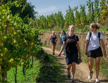 A group of women walking through vineyards.
