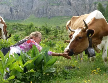 Woman holding out her hand towards a brown cow