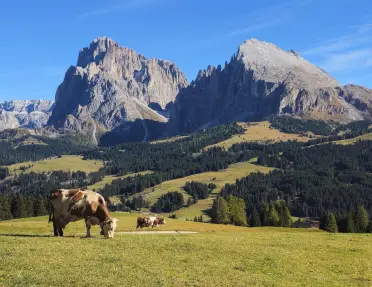 Cows graze in a sunlit alpine pasture framed by forested hills and rugged Dolomite peaks, creating a classic mountain landscape beneath a cloudless sky.  Provide your feedback on BizChat