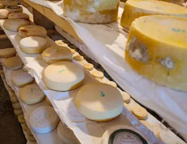 Rows of aging cheese wheels stored on wooden shelves inside a cheese cellar. The rustic storage room features dozens of round cheeses in various sizes resting against a natural stone wall.