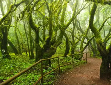 Forest with tall, moss covered trees