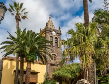 Church clocktower with large palm trees