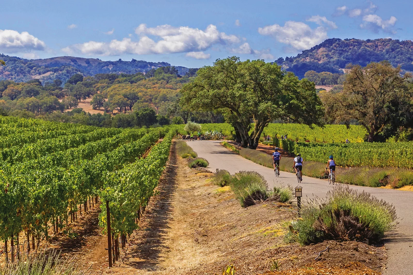 Guests riding next to California vineyard.