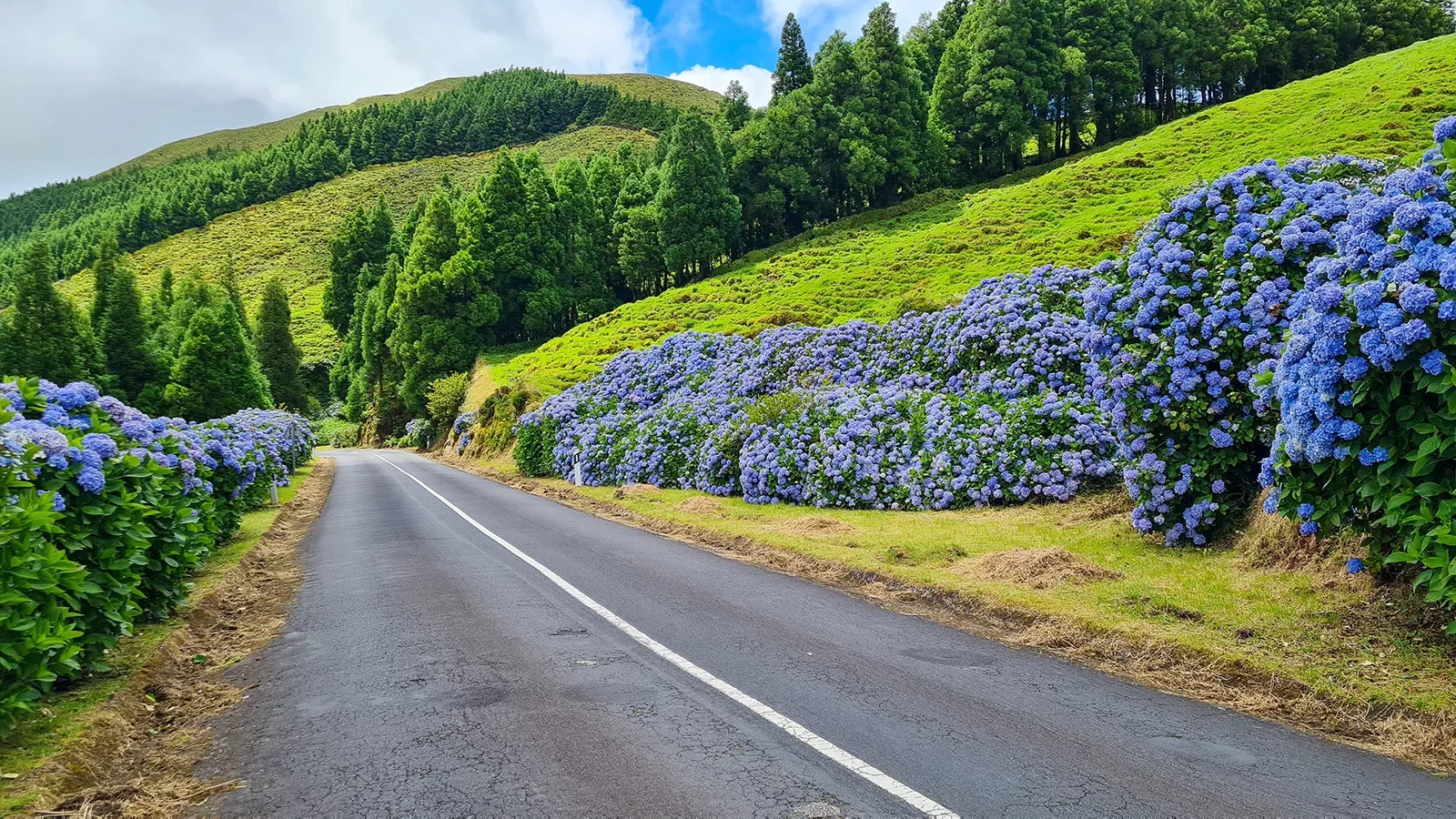 Flowering street with beautiful blue hydrangeas on Sao Miguel, Azores, Portugal