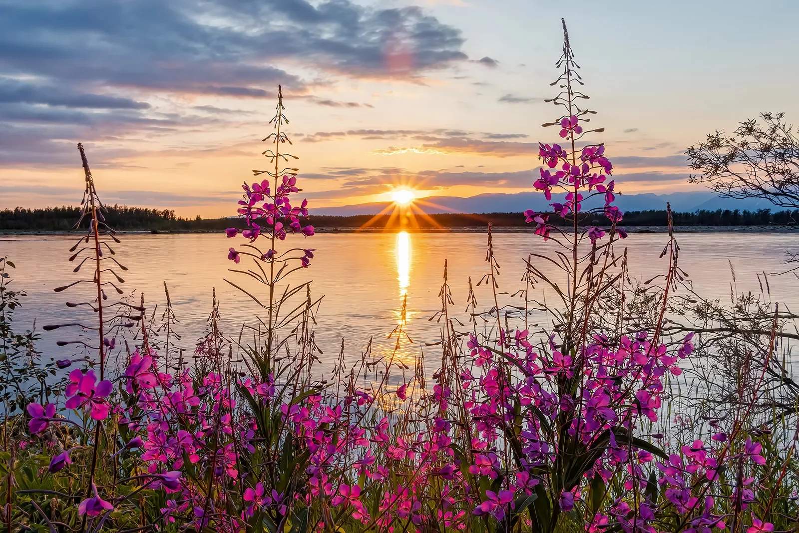 Flowers on the edge of a lake at sunset in Alaska
