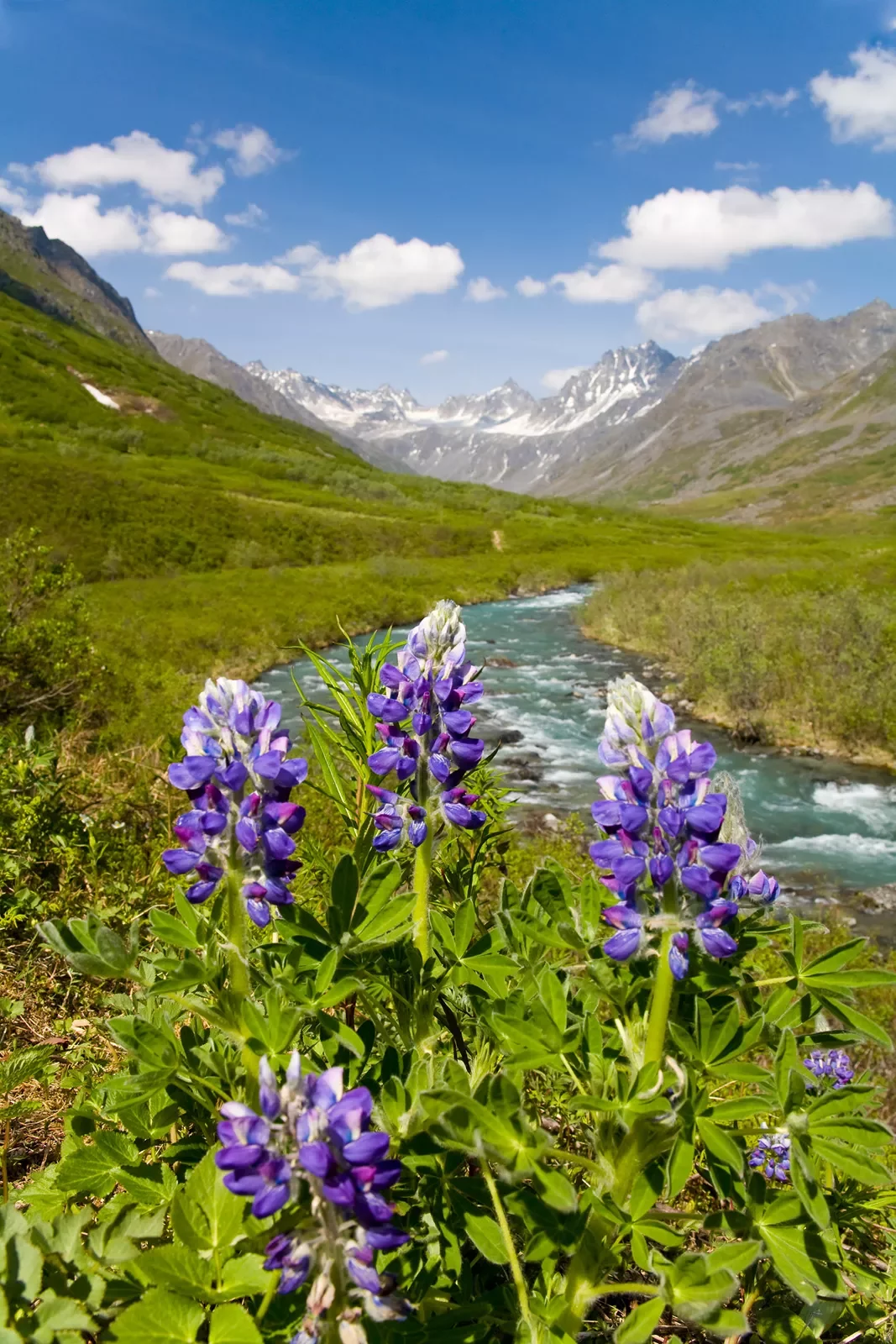 Field of purple flowers with mountains in the background