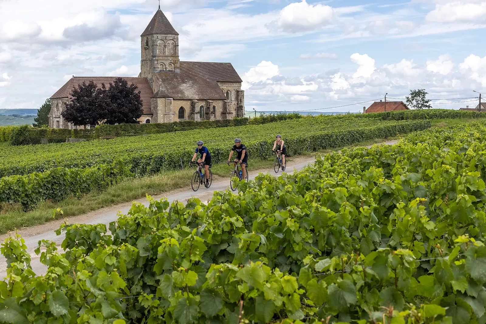 Backroads Guests Biking Through Vineyard in Alsace
