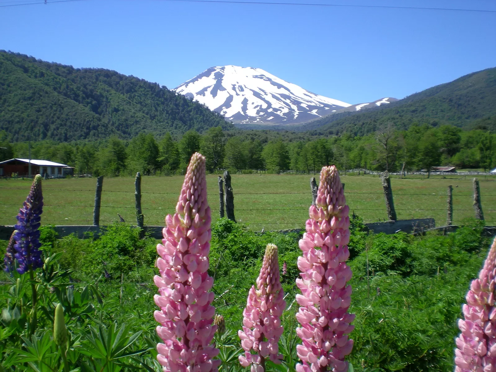 Wide shot of mountain valley, snowy peak in background, pink flowers in foreground.