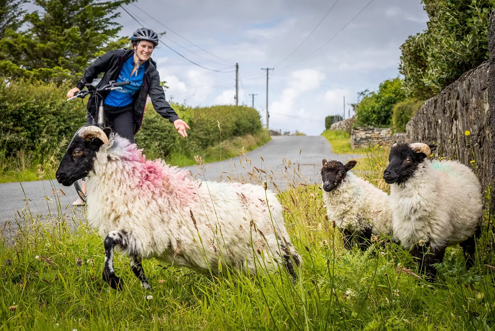 Cyclist Sheep Ireland