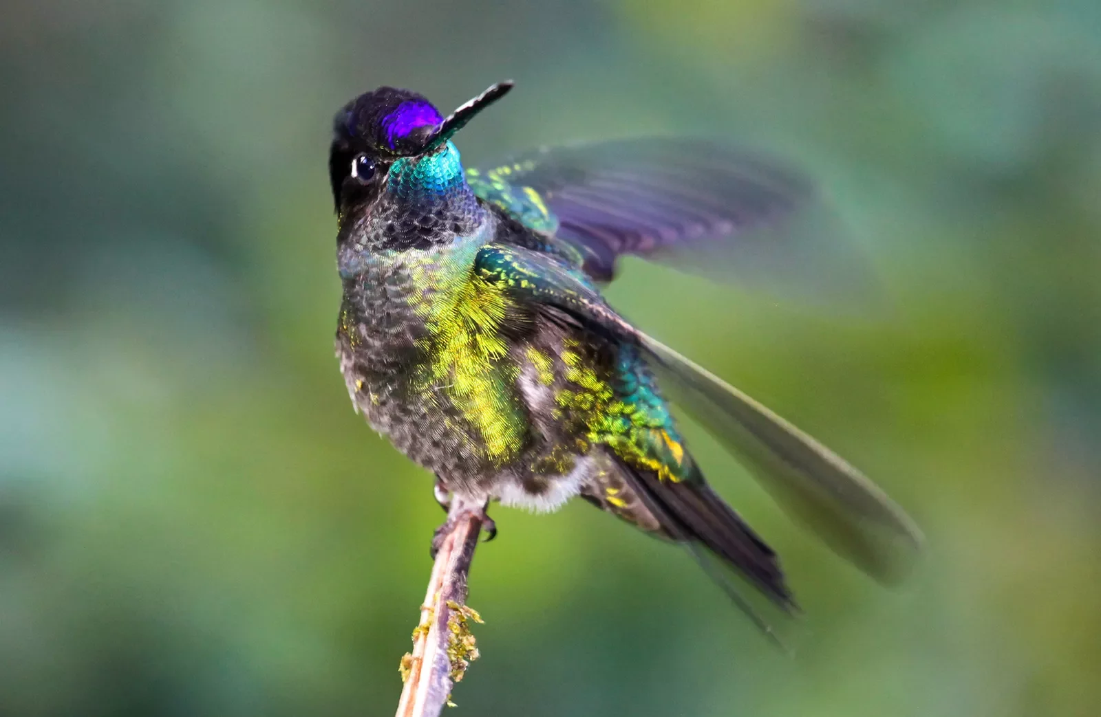 Humming Bird Costa Rica