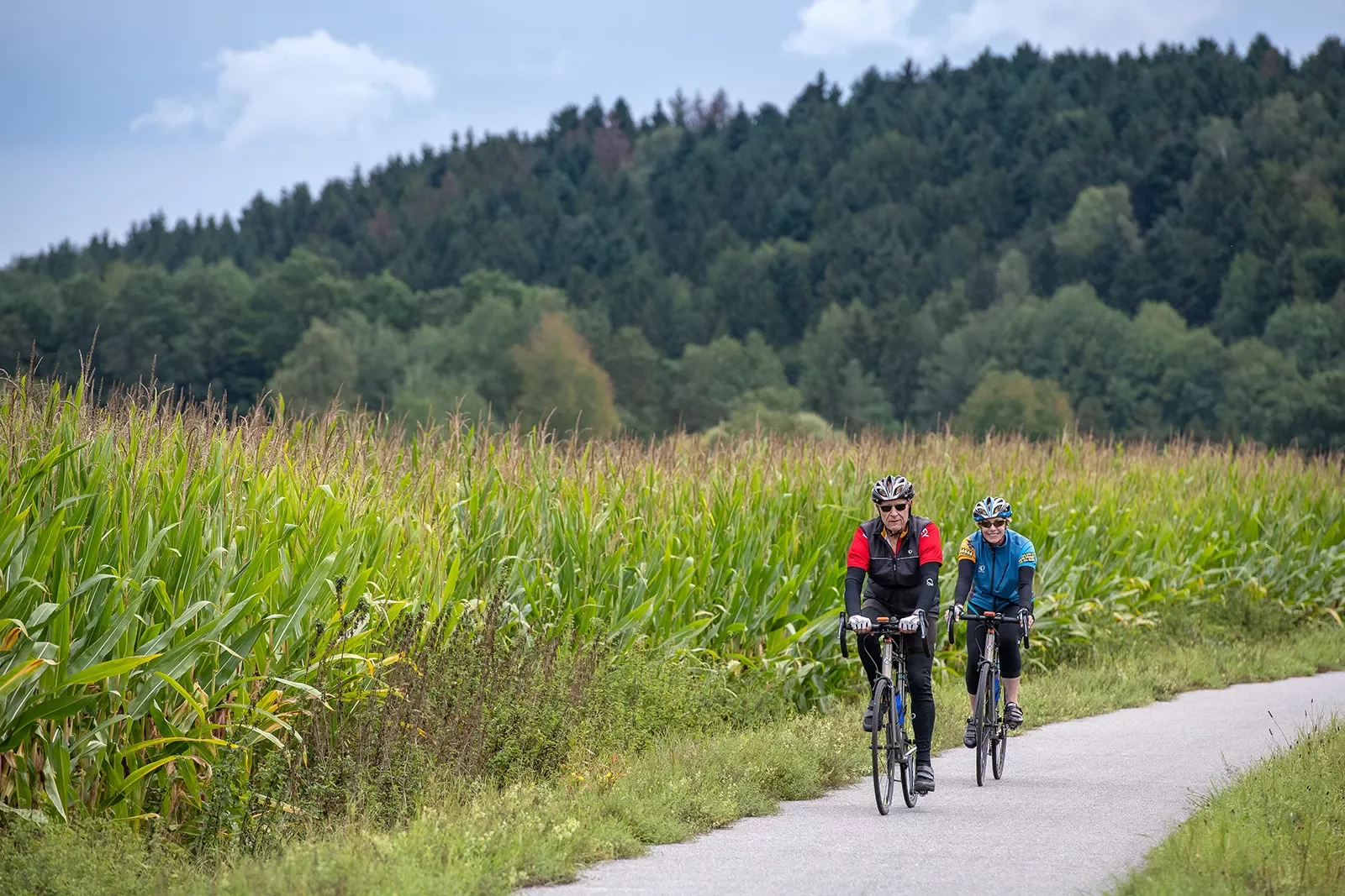 Two bikers riding on a road through a cornfield.