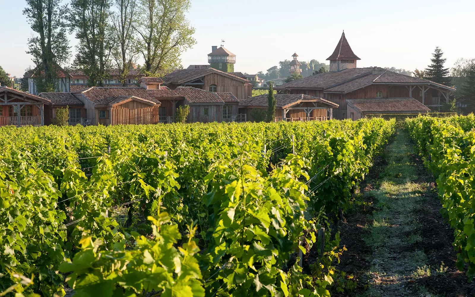 Shot of the grapevines at Les Sources de Caudalie.
