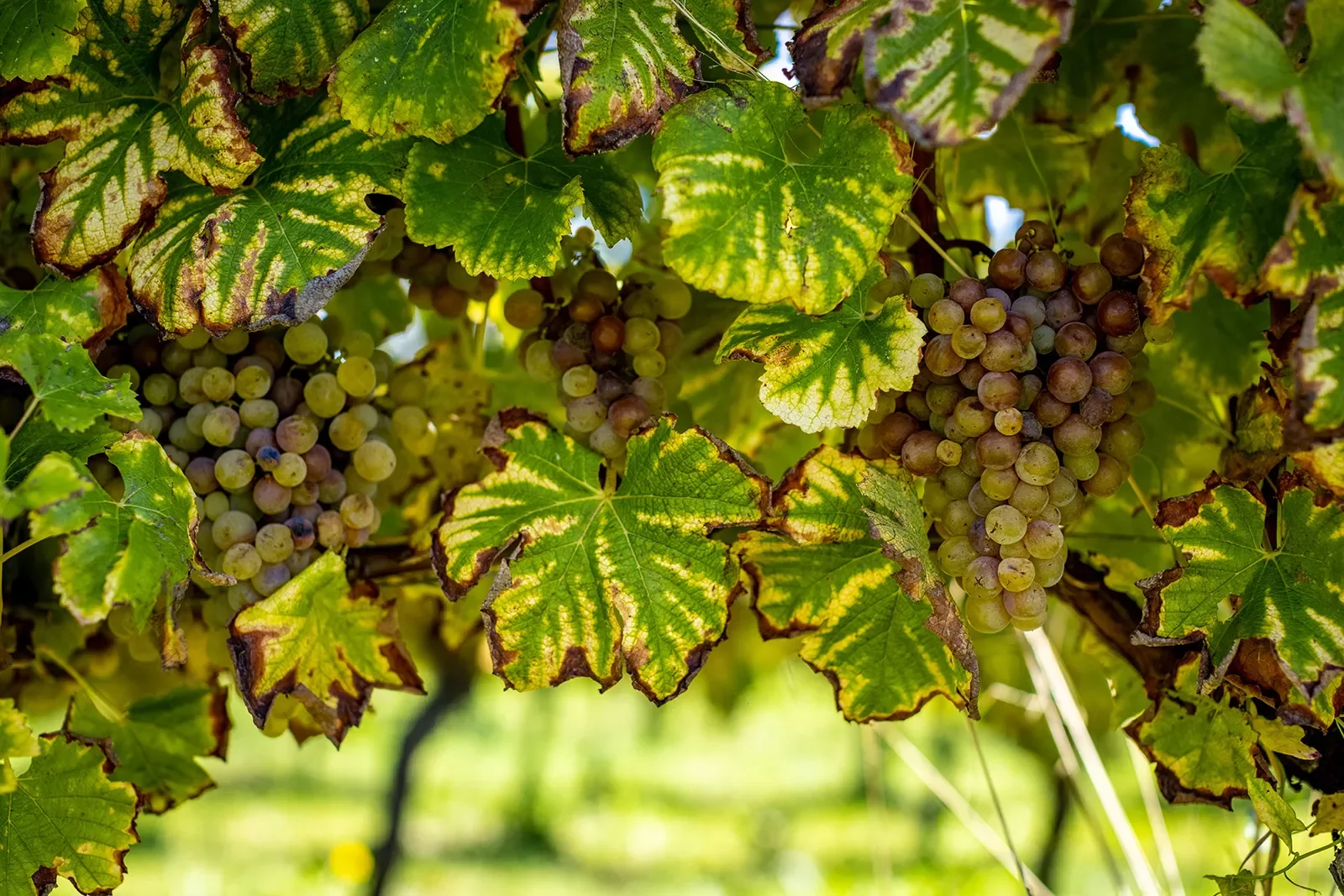 Close-up of white wine grapes.
