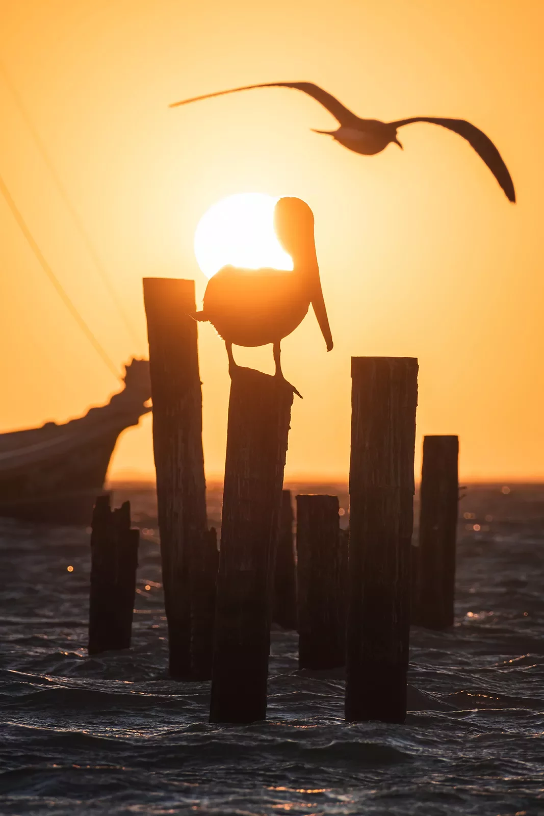 Pelican Silhouette Sunset