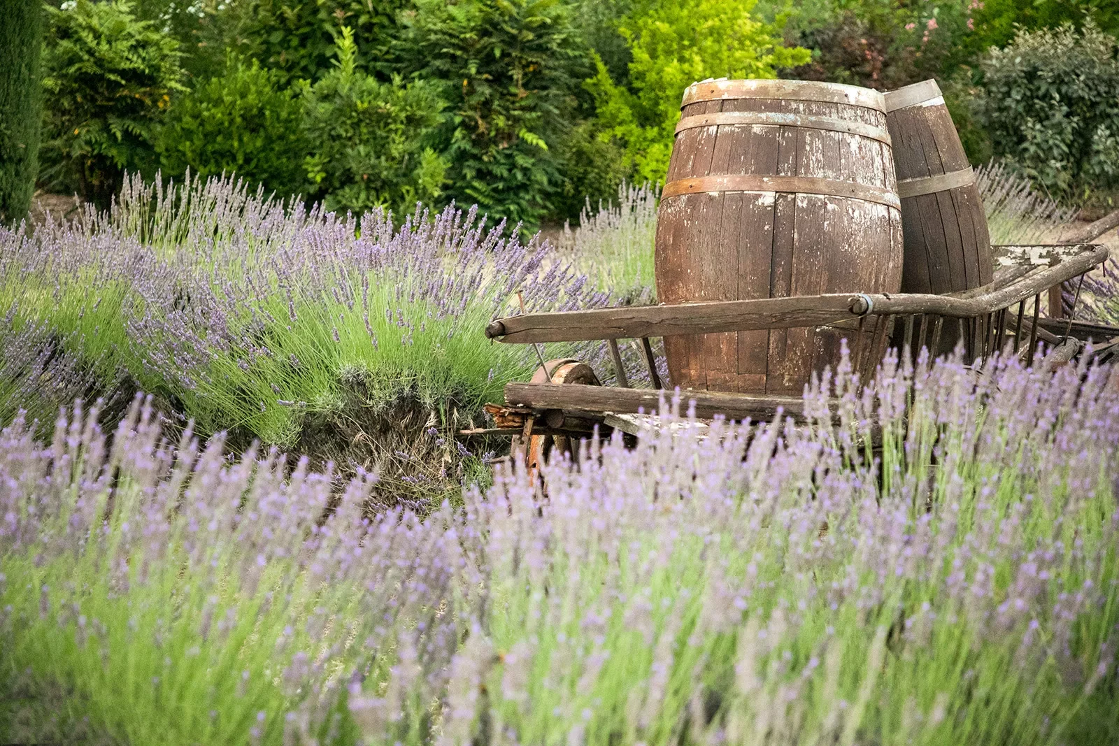 Lavender and Barrels