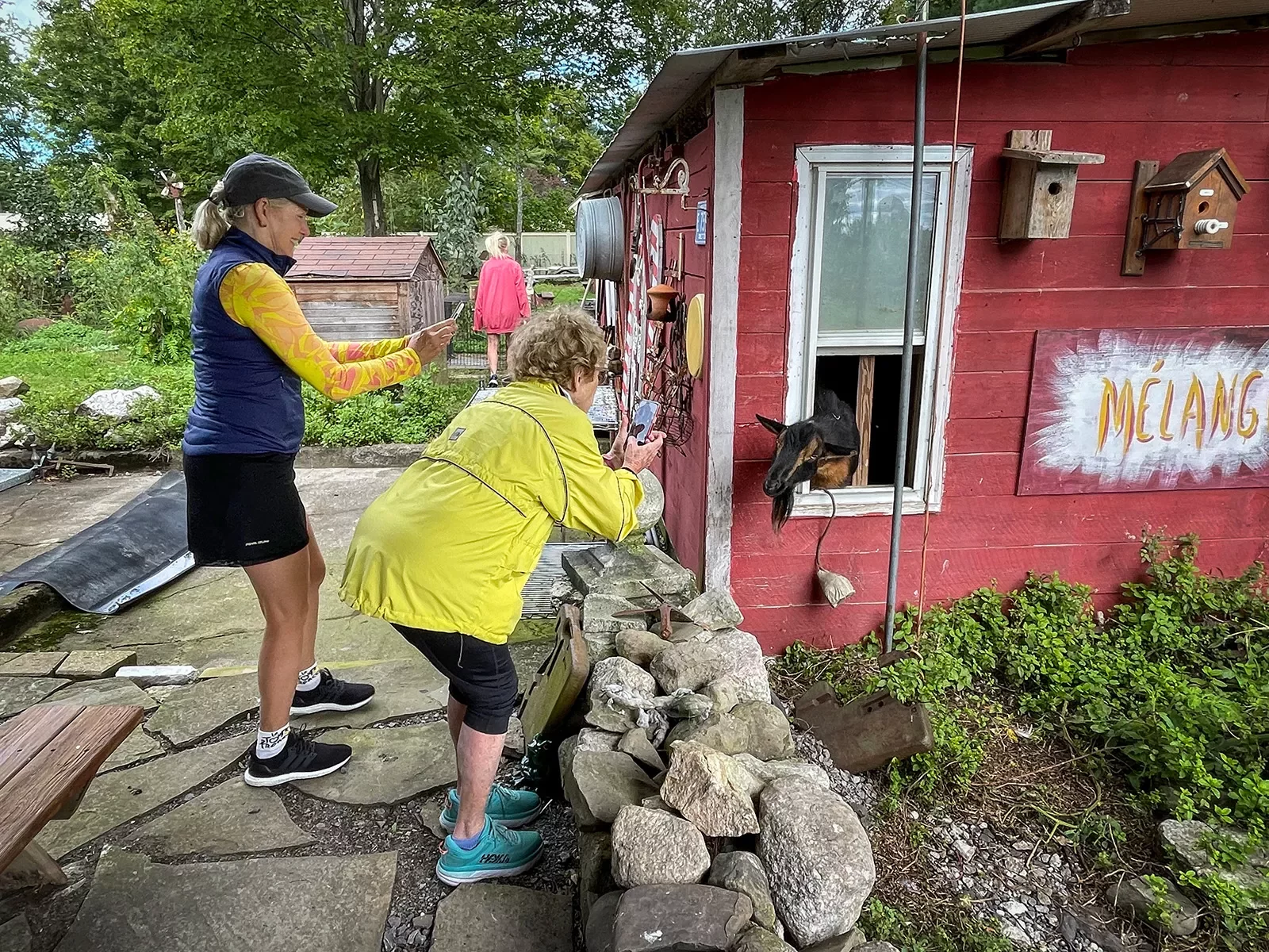 Two people pause to take a photo of a goat in a red house