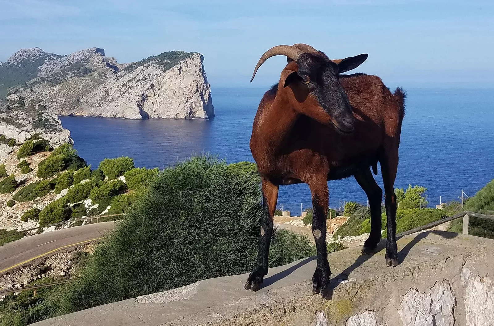 Ibex goat perched on a hill in Mallorca.