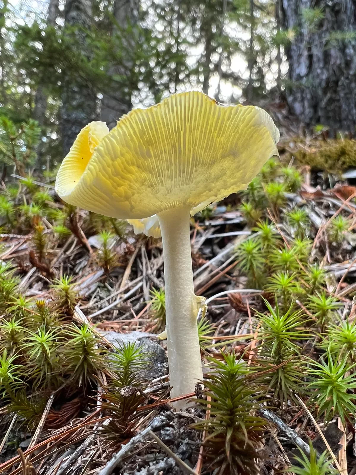 Close-up of an upturned yellow dust amanita mushroom.