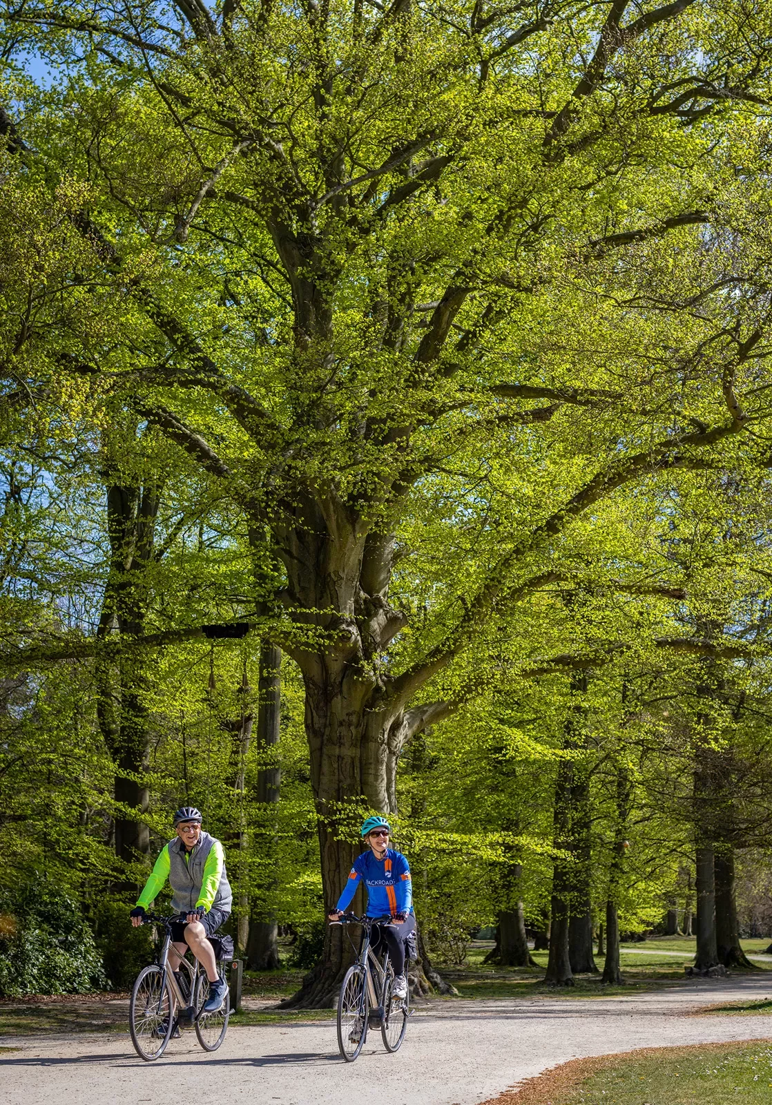 Guests biking under tree grove