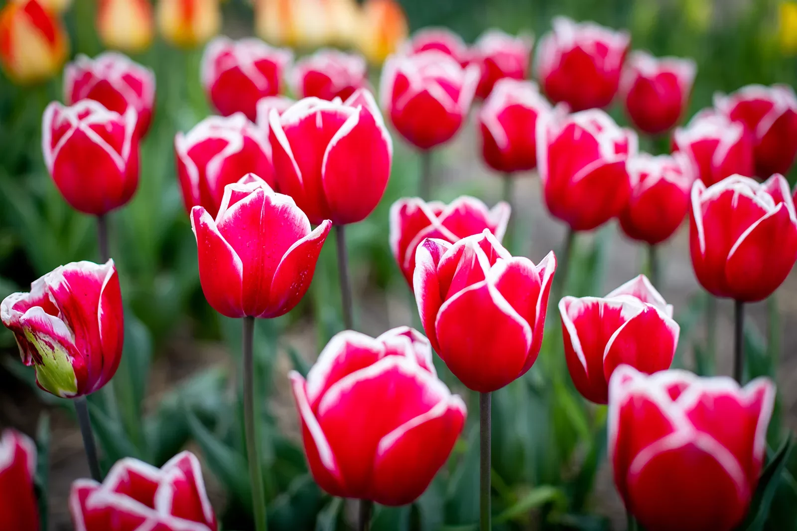 Close-up of red tulips with white tips.