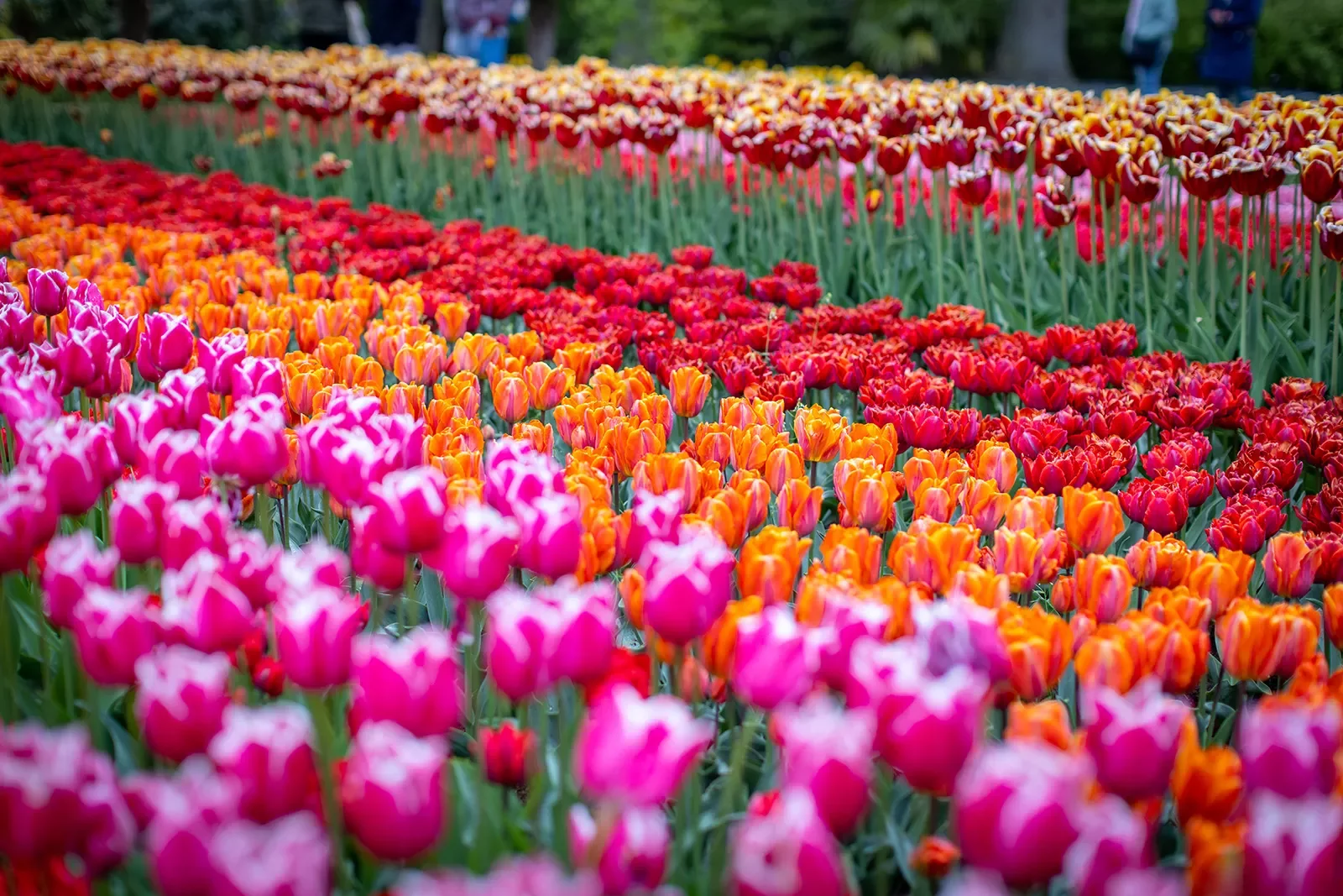 Four Rows of Tulips Purple, Orange, Red, Yellow Red Netherlands