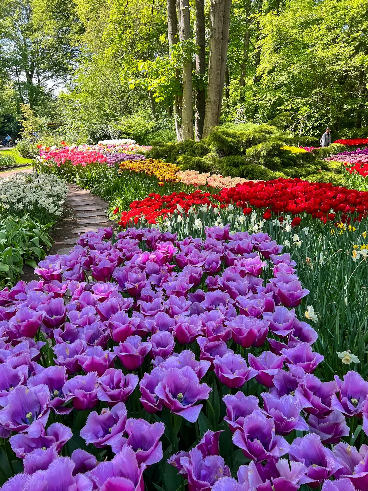 Shot of multi-colored flower beds, small trail running between.