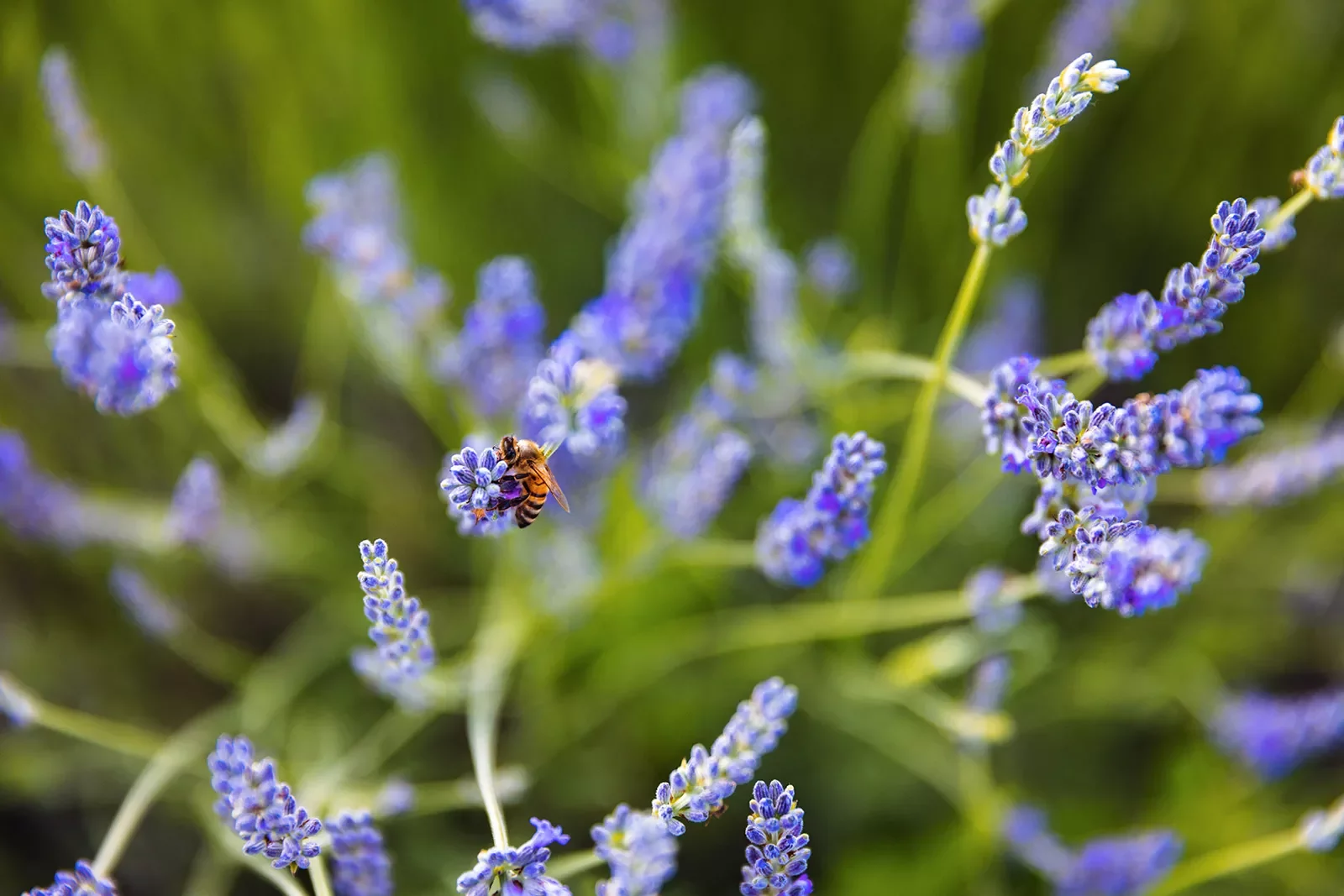 Close-up shot of lavender bush, bee visible on one frond.