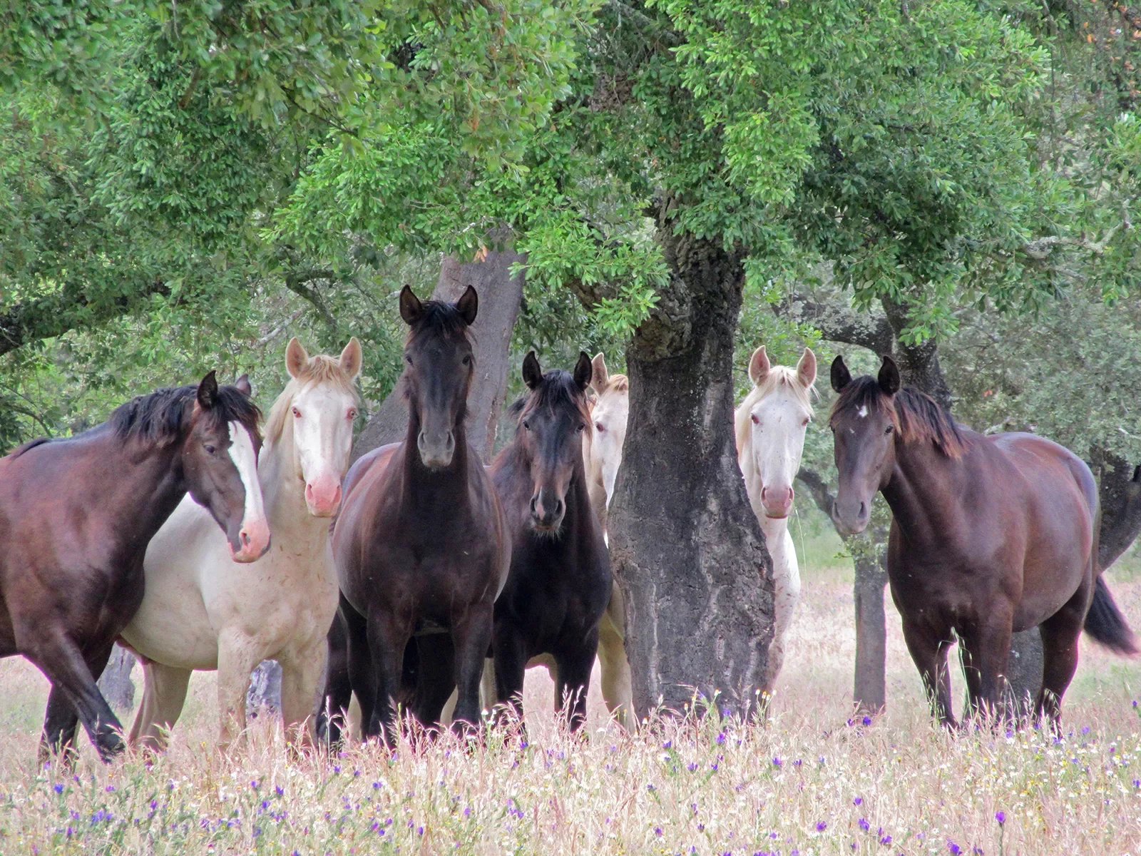 Pack of multi-colored horses in meadow under tree.