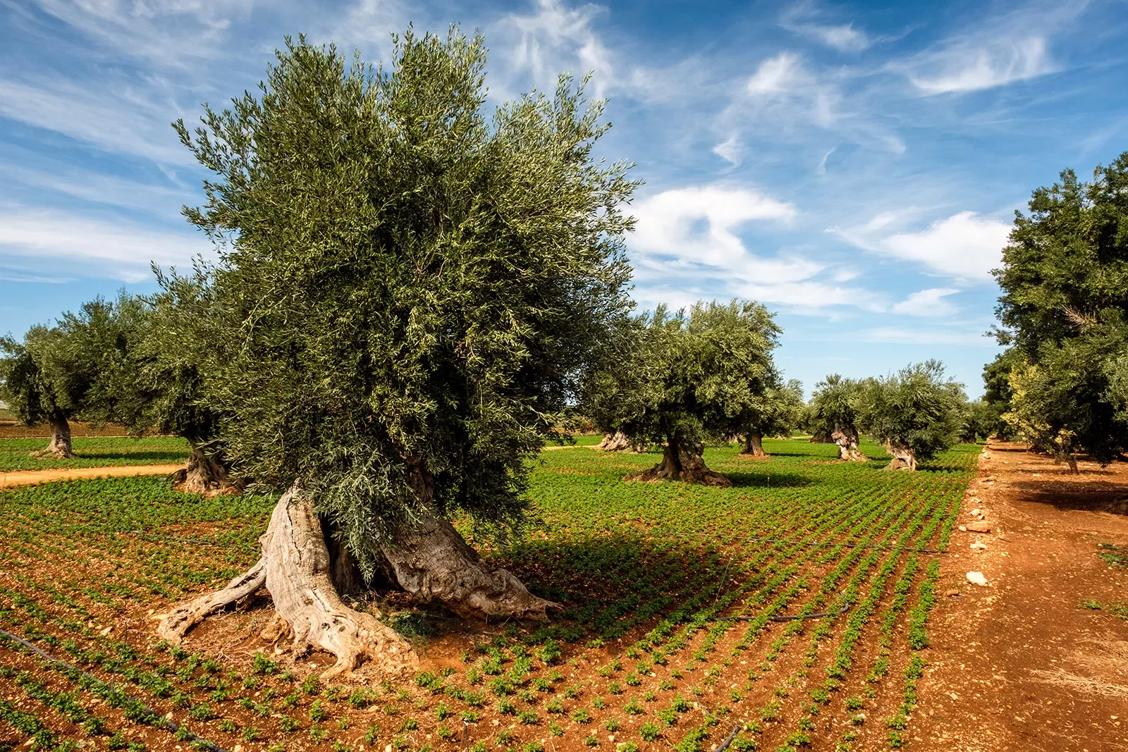 Shot of numerous olive trees in orchard.