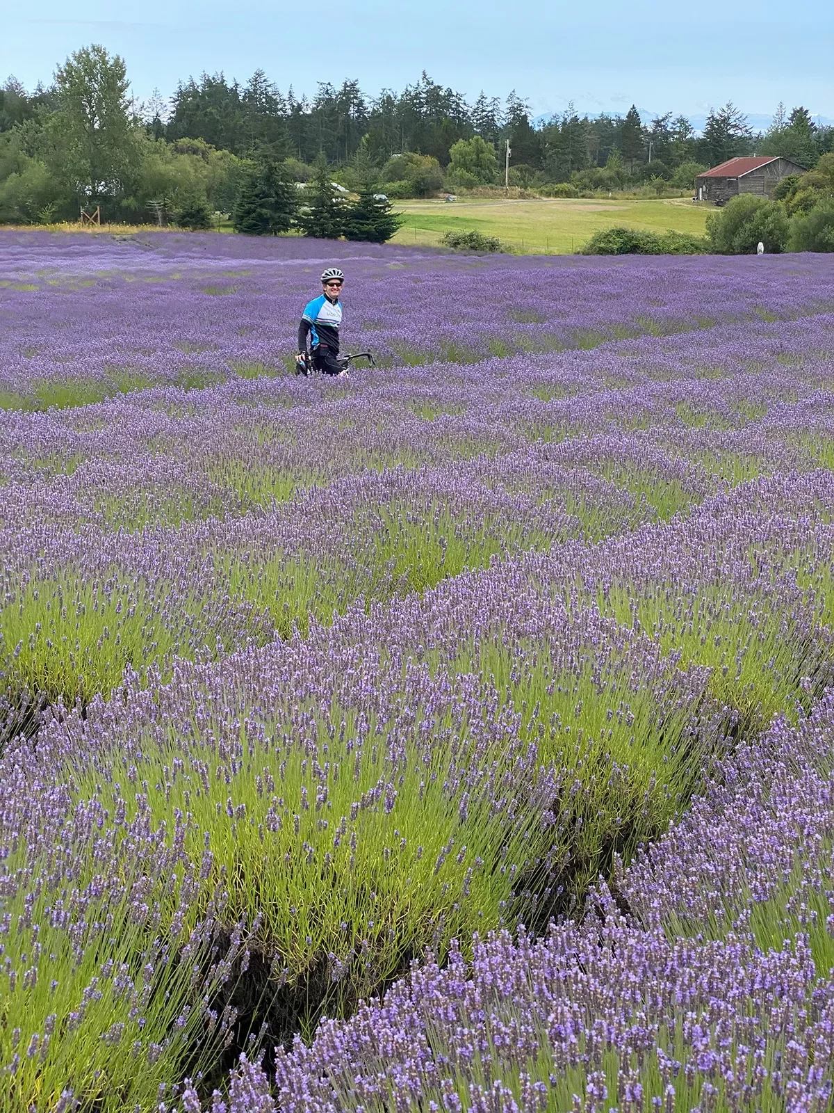 Guest among large lavender bushes.
