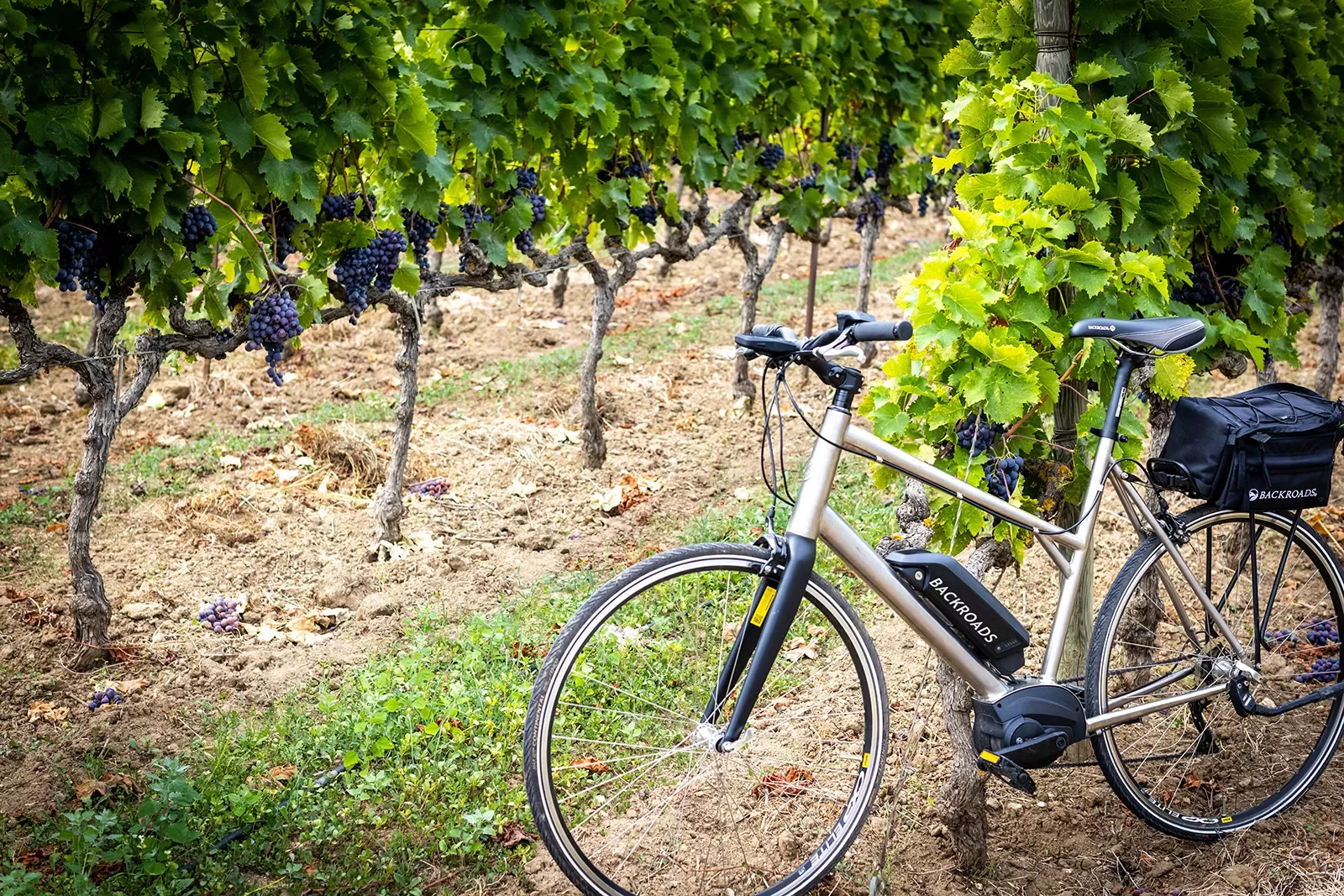 Backroads Bike with Grape Vines