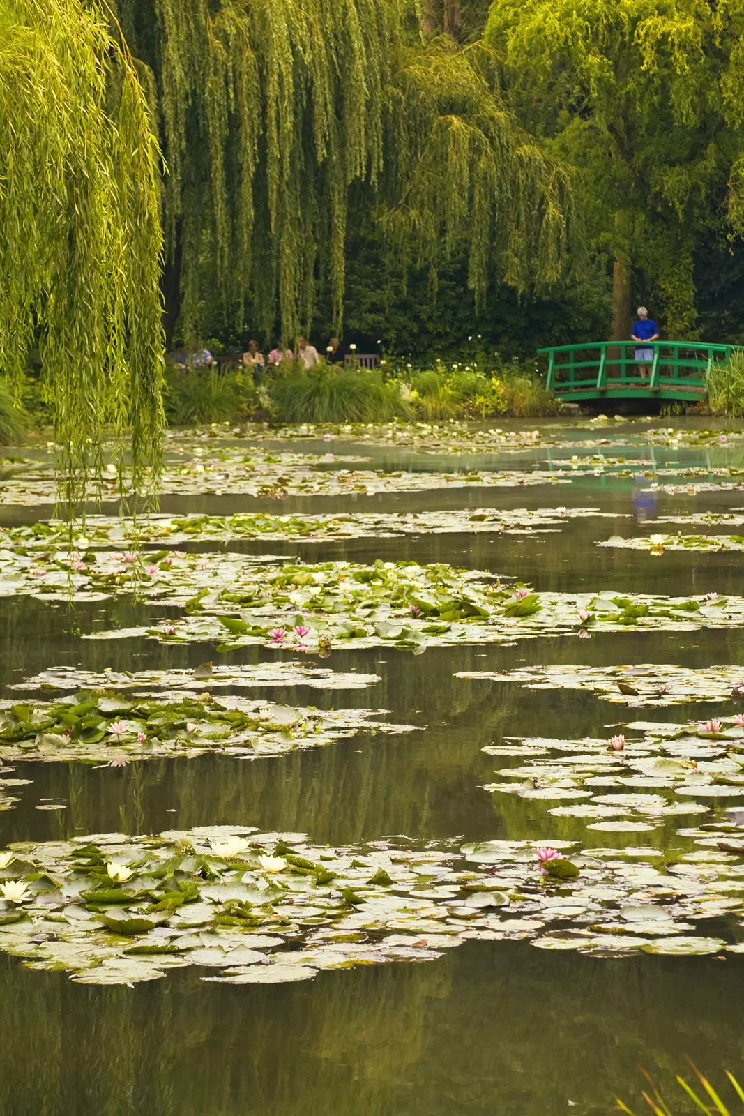 The Water Lily Bridge