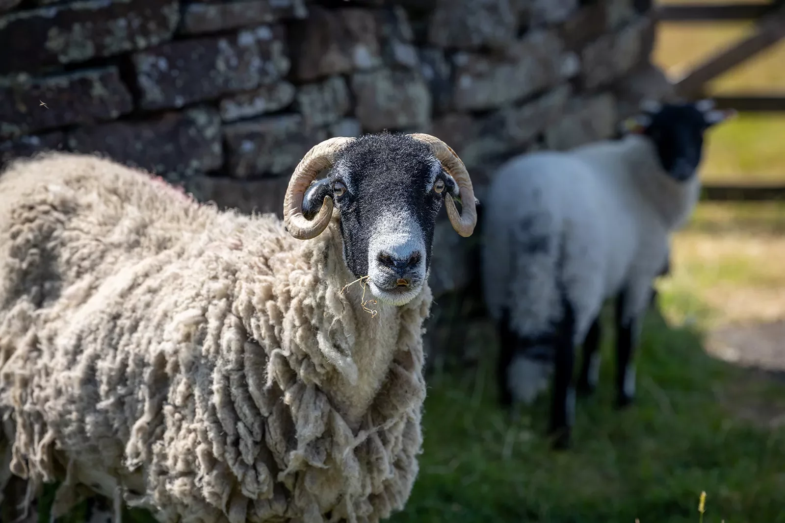 Sheep Scotland