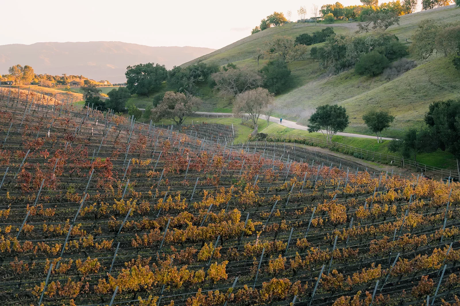 California vineyard during sunrise.