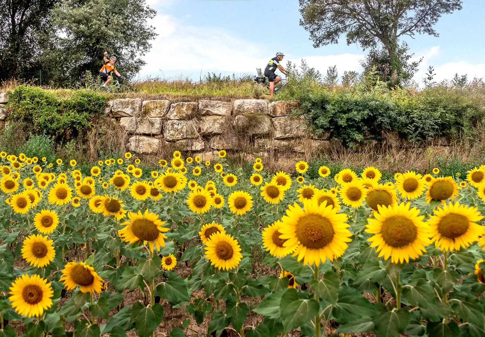 Biker riding past a field of sunflowers