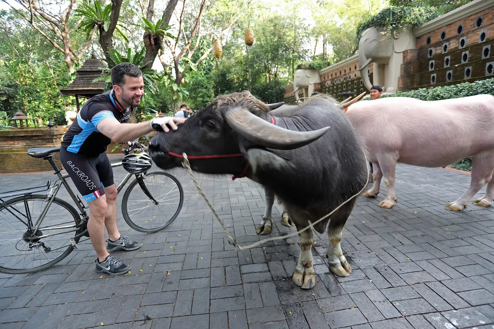 Guest with bike, petting carabao.