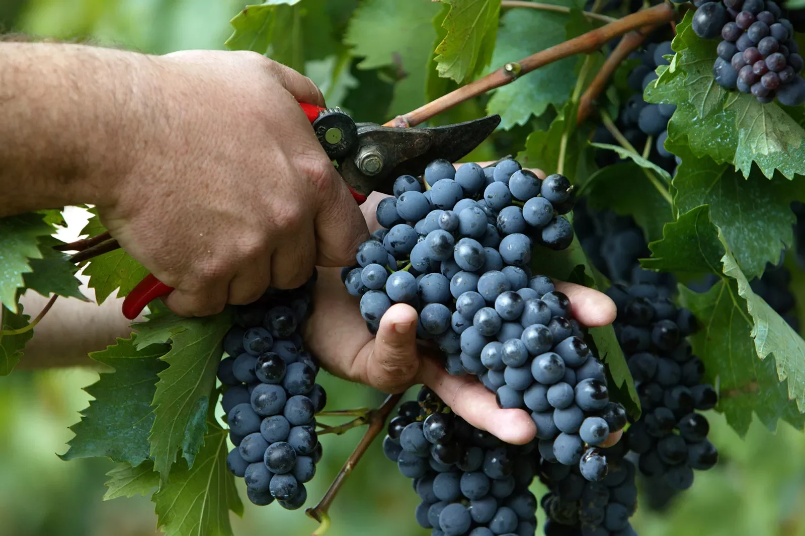 Close up of hand tending to red grapes.