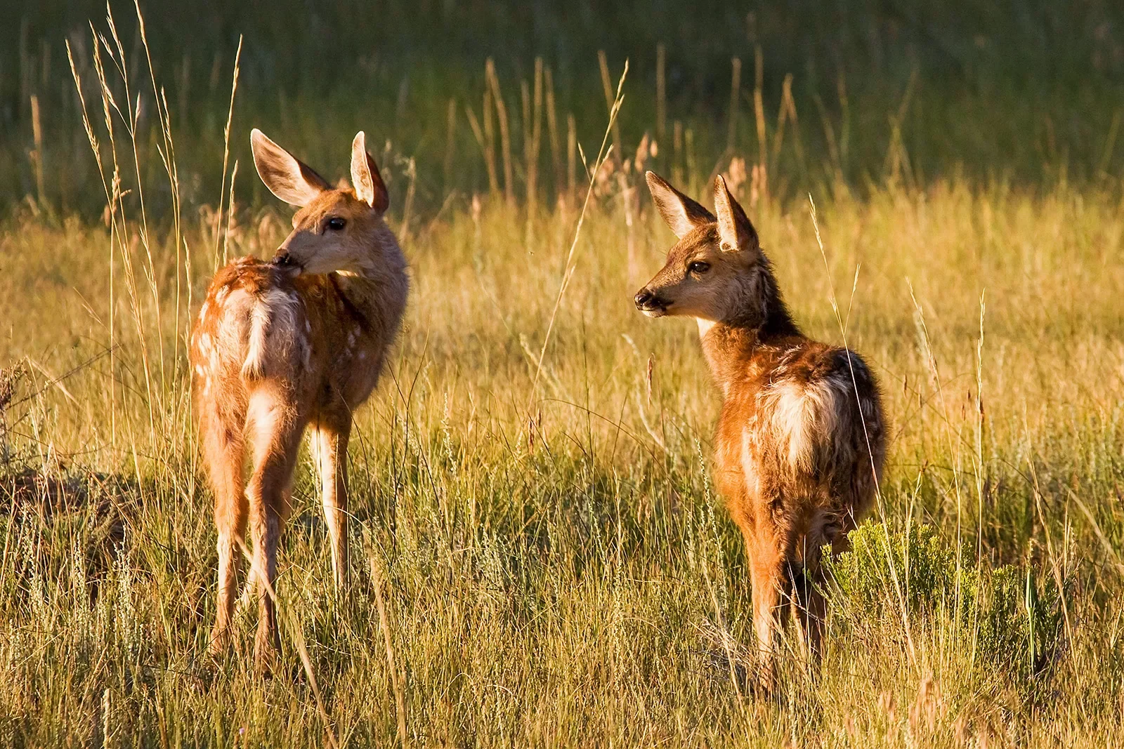 Close-up of two scruffy deer.